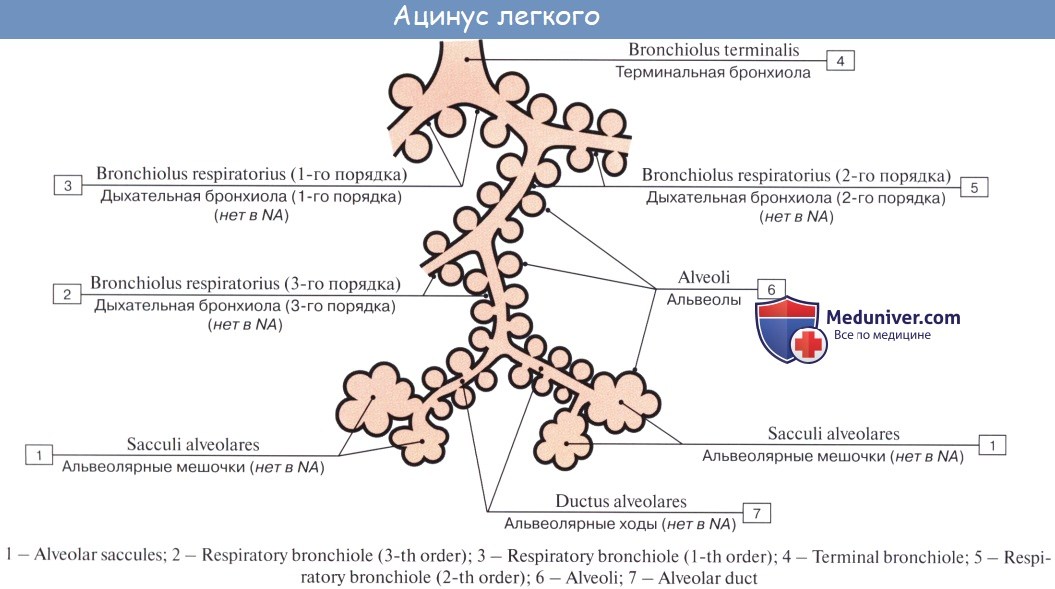 Ацинуса легкого схема