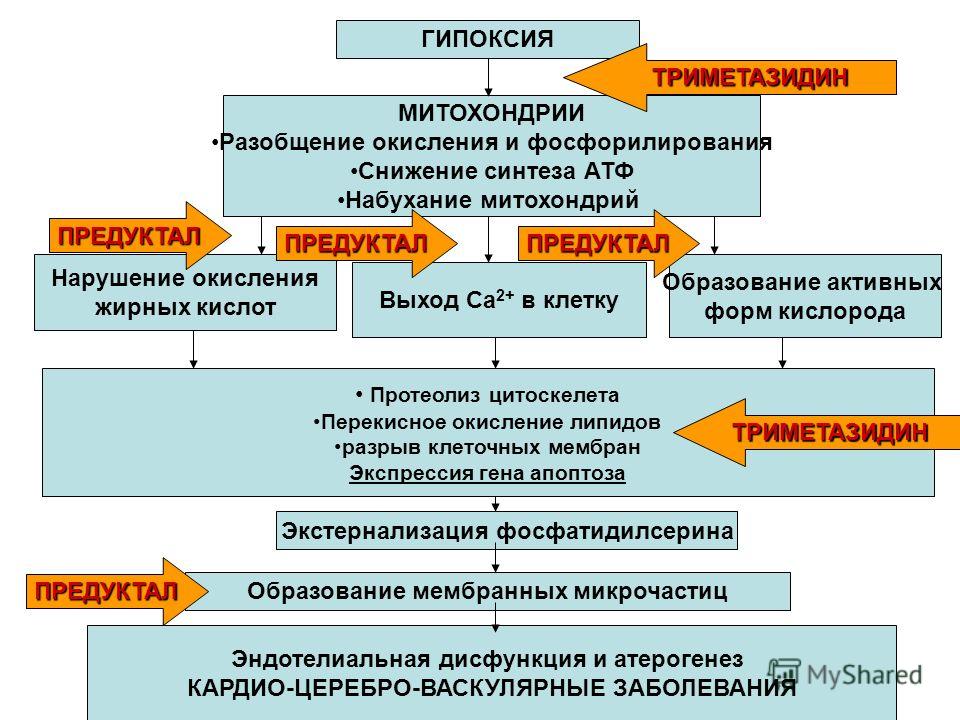 Предуктал действие. Триметазидин механизм. Механизм действия триметазидина. Триметазидин механизм действия. Триметазидин МВ механизм действия.