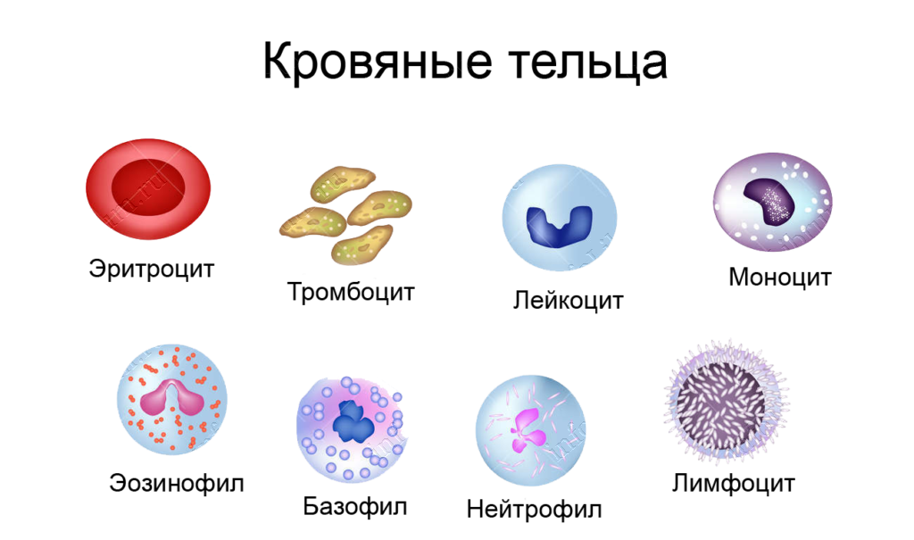 Могут содержать гранулы эритроциты лейкоциты тромбоциты. Эритроциты лейкоциты тромбоциты рисунок. Лейкоциты рисунок строение. Клетки крови лейкоциты рисунок. Нарисовать эритроциты лейкоциты тромбоциты.