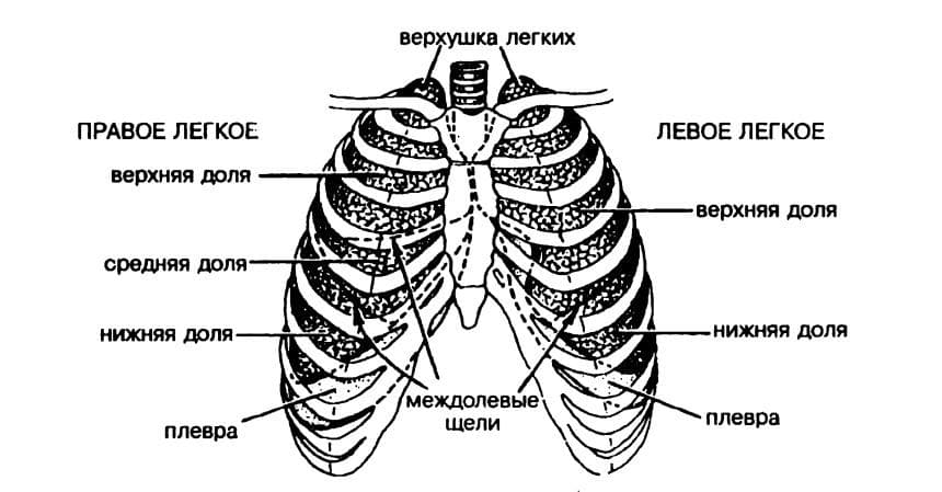 Верхушка легкого